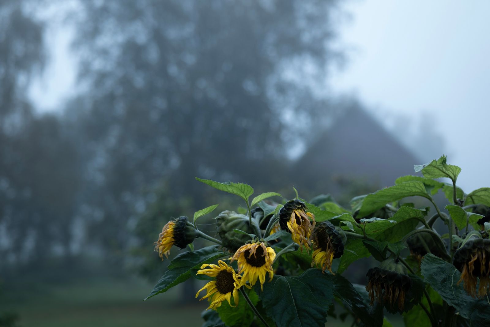 sunflowers