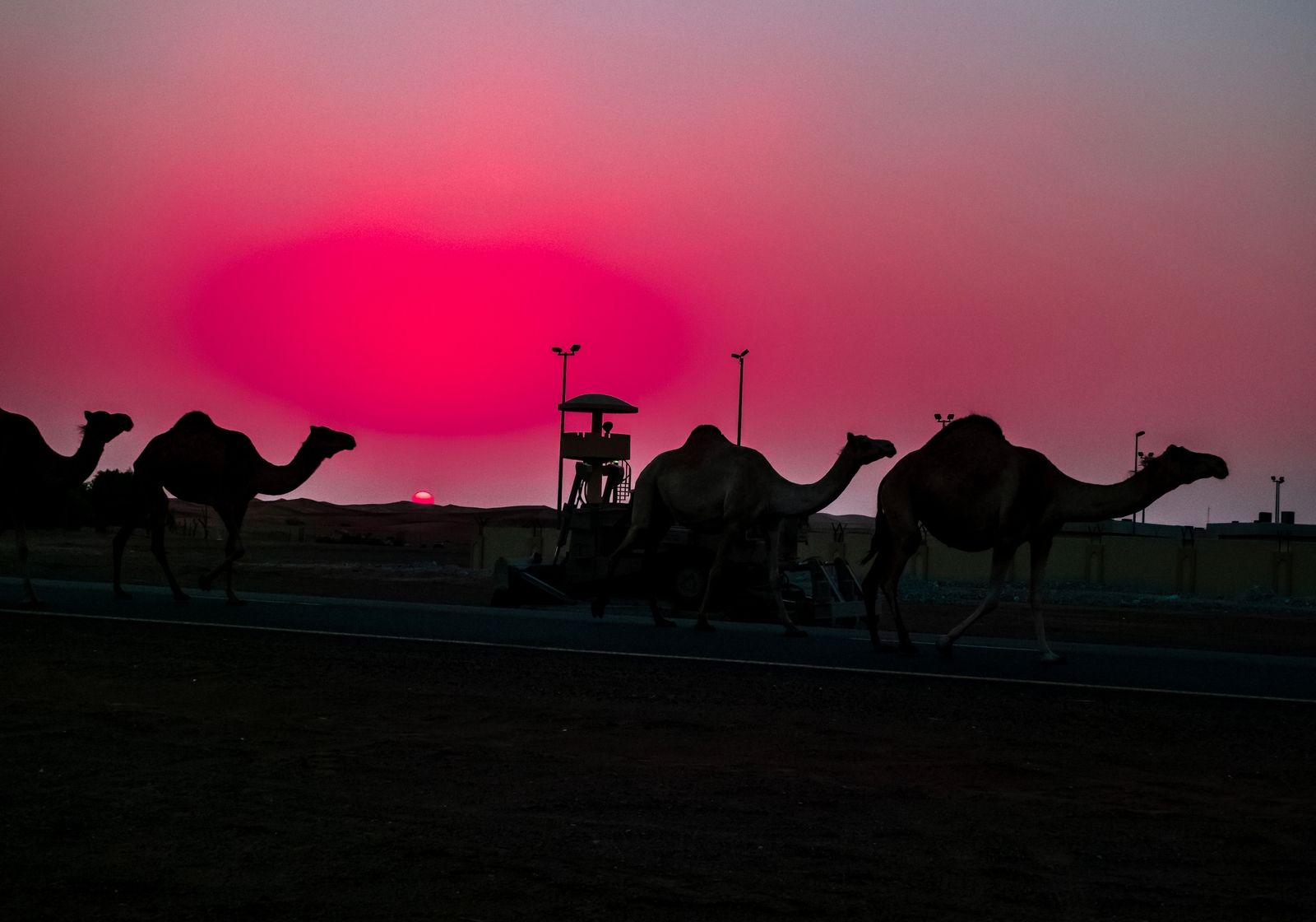 camel train