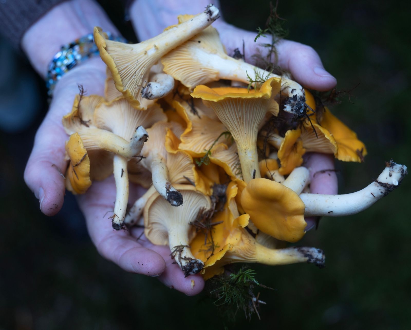 chanterelles