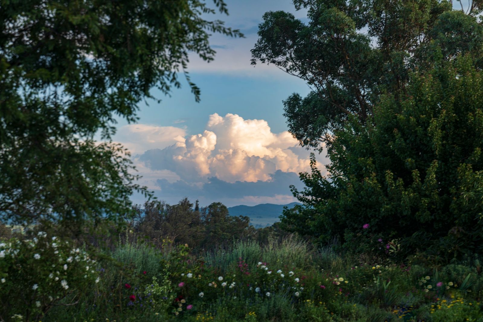 mudgee