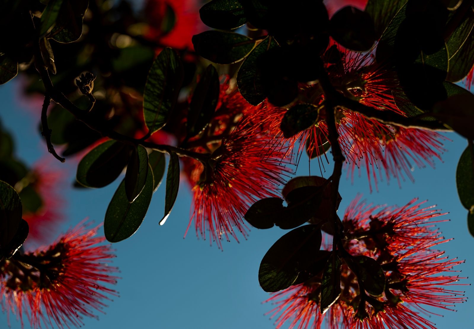 pohutukawa