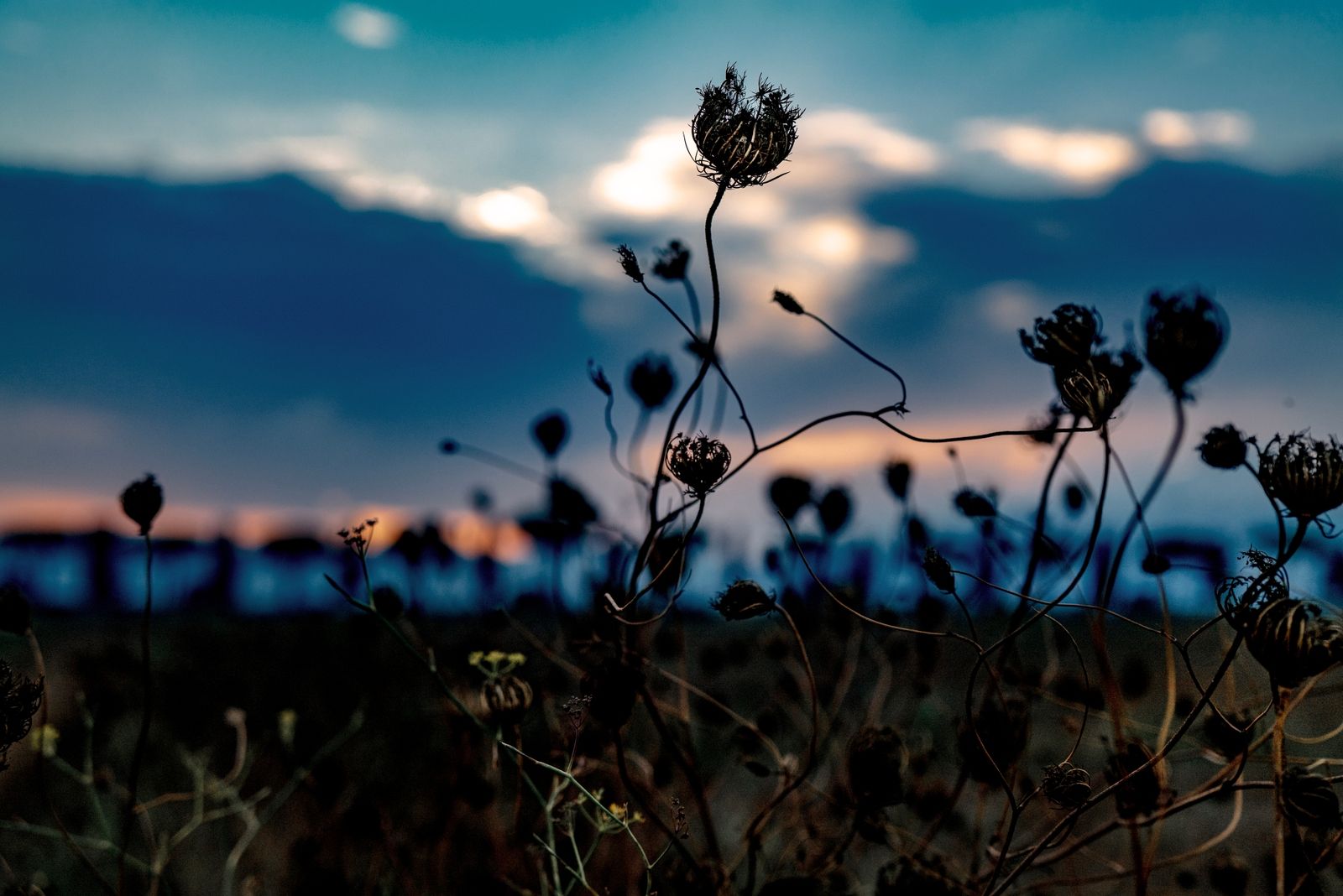 tuscan flowers