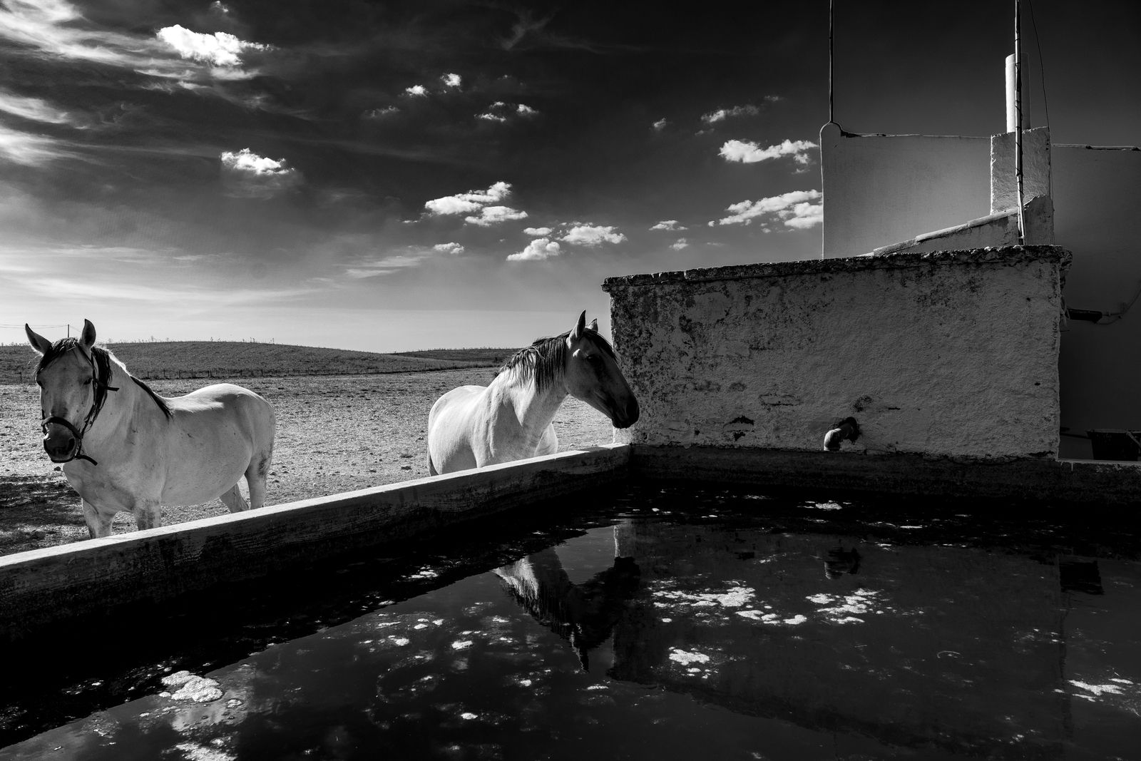 blanco horses